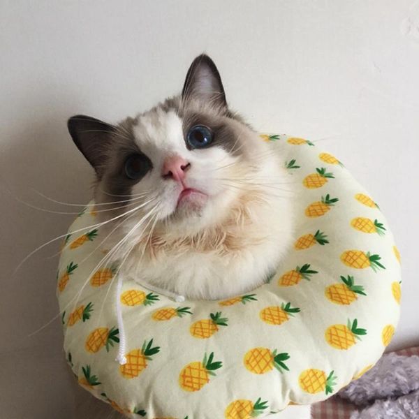 dog collars & leashes cat cotton stuffed elizabeth collar protective recovery for preventing licking wound pet anti-bite e-collar
dog collars & leashes cat cotton stuffed elizabeth collar protective recovery for preventing licking wound pet anti-bite e-collar