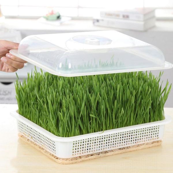 planters & pots green seed sprout planting plate with cover pea bean home tray systems hydroponic wheatgrass pot sprouter seedling germinat
planters & pots green seed sprout planting plate with cover pea bean home tray systems hydroponic wheatgrass pot sprouter seedling germinat