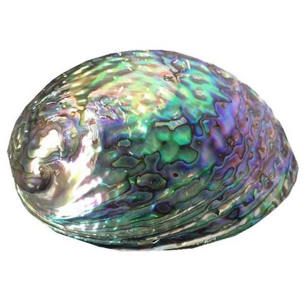 decorations blue abalone shell natural craft conch home decoration aquarium landscaping wedding landscape
decorations blue abalone shell natural craft conch home decoration aquarium landscaping wedding landscape