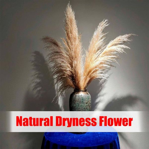decorative flowers & wreaths natural dryness grass phragmites artificial plants wedding bouquet flower bunch for home decoration fake
decorative flowers & wreaths natural dryness grass phragmites artificial plants wedding bouquet flower bunch for home decoration fake