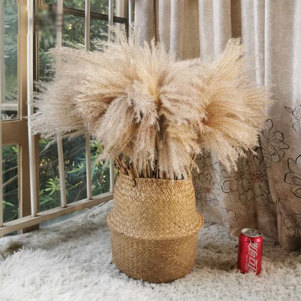 decorative flowers & wreaths natural pampas grass dried bunchs brown bouquet wedding marriage home bedroom living rooms christmas decoration
decorative flowers & wreaths natural pampas grass dried bunchs brown bouquet wedding marriage home bedroom living rooms christmas decoration