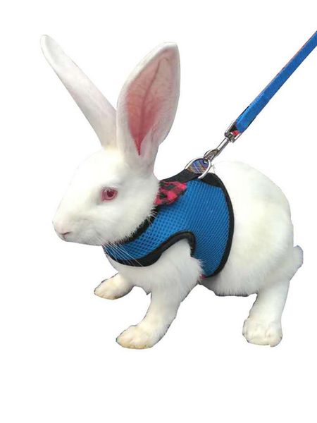 cat collars & leads soft harness with lead for small animals kitty pet and little walking
cat collars & leads soft harness with lead for small animals kitty pet and little walking