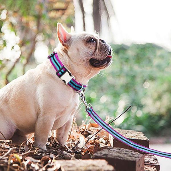 dog collars & leashes personalized collar galvanized metal buckle diving cloth reflective for small medium large dogs pug
dog collars & leashes personalized collar galvanized metal buckle diving cloth reflective for small medium large dogs pug