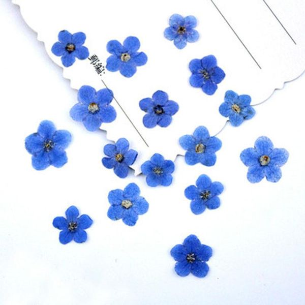 do not forget me flower for diy filler material plants 1 lot/200pcs ent decorative flowers & wreaths
do not forget me flower for diy filler material plants 1 lot/200pcs ent decorative flowers & wreaths