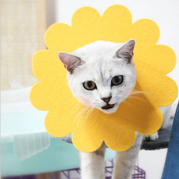 dog collars & leashes 5pcs pet cat protective collar anti-bite elizabeth sunflower circle preventing touching wound and rashes
dog collars & leashes 5pcs pet cat protective collar anti-bite elizabeth sunflower circle preventing touching wound and rashes
