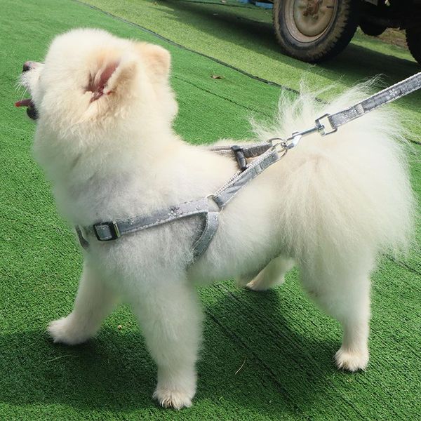 at dog collar harness leash adjustable nylon pet traction cat kitten halter gato cats products belt collars & leashes
at dog collar harness leash adjustable nylon pet traction cat kitten halter gato cats products belt collars & leashes