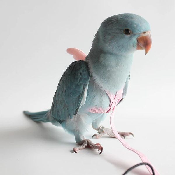 other bird supplies parrot harness and leash set adjustable outdoor flying training rope with wing for small medium birds cockatiel macaw bu
other bird supplies parrot harness and leash set adjustable outdoor flying training rope with wing for small medium birds cockatiel macaw bu