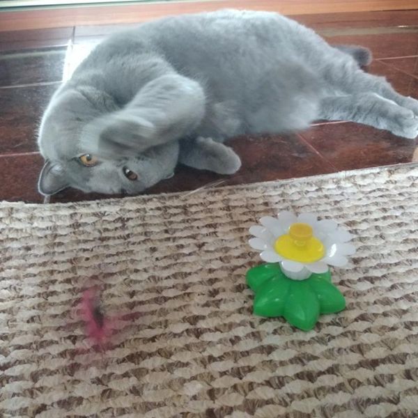 cat toys non-toxic and tasteless more interactive exercise body automatic rotation hummingbirds flying rotating butterflies
cat toys non-toxic and tasteless more interactive exercise body automatic rotation hummingbirds flying rotating butterflies