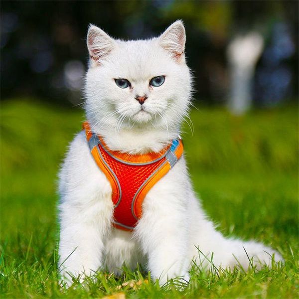 cat collars & leads reflective kitten walking leash chest harness breathable vest chain collar puppy accessories japanese
cat collars & leads reflective kitten walking leash chest harness breathable vest chain collar puppy accessories japanese