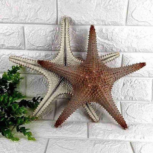 25-33cm natural king starfish beach craft home aquarium decoration pendant for novelty items
25-33cm natural king starfish beach craft home aquarium decoration pendant for novelty items