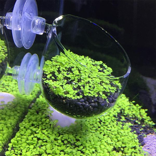 decorations mini crystal glass aquarium grass coral planting pot decoration fish tank water plant cylinder cup accessories
decorations mini crystal glass aquarium grass coral planting pot decoration fish tank water plant cylinder cup accessories