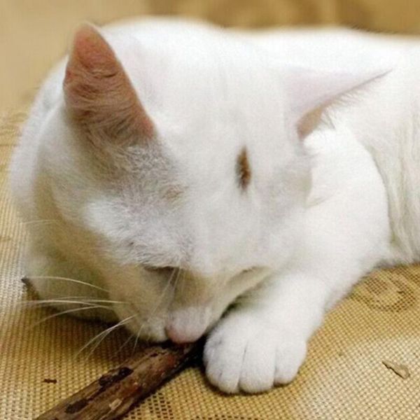 cat cleaning teeth pure natural catnip stick sticks(2 bags packaging, 5pcs/bags) toys
cat cleaning teeth pure natural catnip stick sticks(2 bags packaging, 5pcs/bags) toys