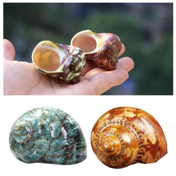 novelty items natural conch shell koi pen snail pencil fish tank aquarium landscaping decoration shooting props cat eye
novelty items natural conch shell koi pen snail pencil fish tank aquarium landscaping decoration shooting props cat eye