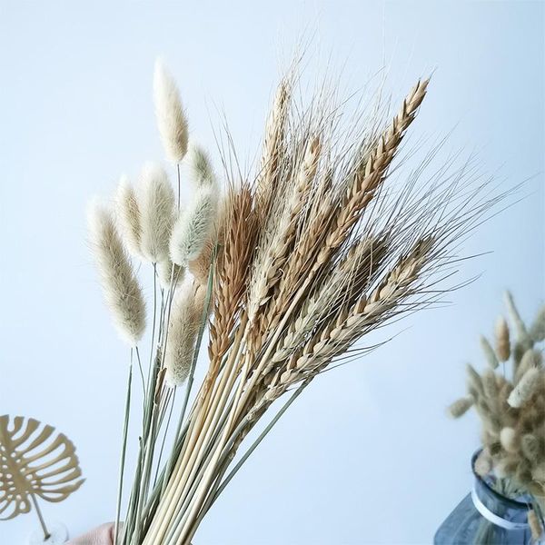 decorative flowers & wreaths 20pcs real wheat ear flower natural dried for wedding home party decoration diy craft tail grass bouquet
decorative flowers & wreaths 20pcs real wheat ear flower natural dried for wedding home party decoration diy craft tail grass bouquet