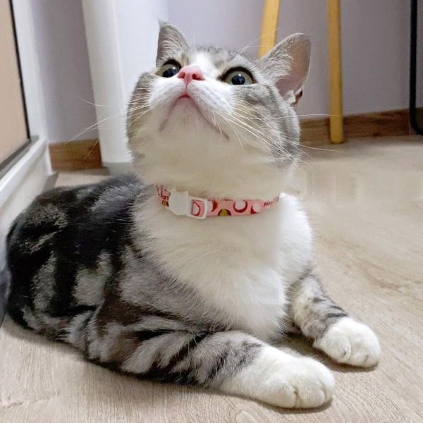 cat collars & leads cute fruit print light collar pendant pet dog neck belt product kitten polyester accessories
cat collars & leads cute fruit print light collar pendant pet dog neck belt product kitten polyester accessories