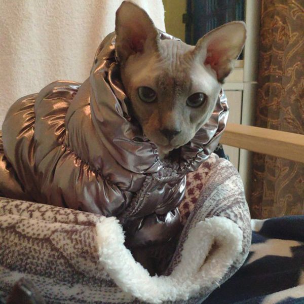 warm stephen cat jumpruist costume for cats winter pet cothes gotas mascota cothing cat coat down jacket disfraz para perro
warm stephen cat jumpruist costume for cats winter pet cothes gotas mascota cothing cat coat down jacket disfraz para perro