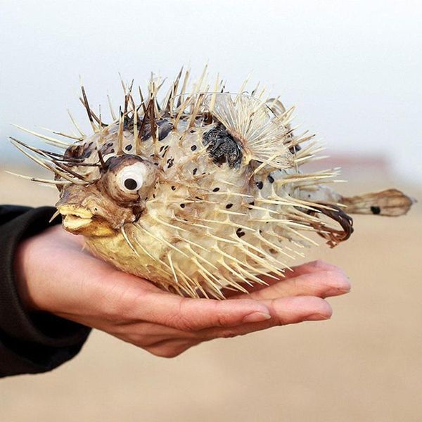 marine life thorn fish crafts mediterranean home decoration natural shells novelty items 
marine life thorn fish crafts mediterranean home decoration natural shells novelty items