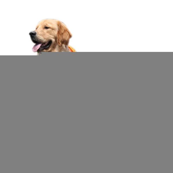 dog apparel large raincoat hooded golden retriever clothes medium big rain coat costumes waterproof jumpsuit for labrador husky
dog apparel large raincoat hooded golden retriever clothes medium big rain coat costumes waterproof jumpsuit for labrador husky