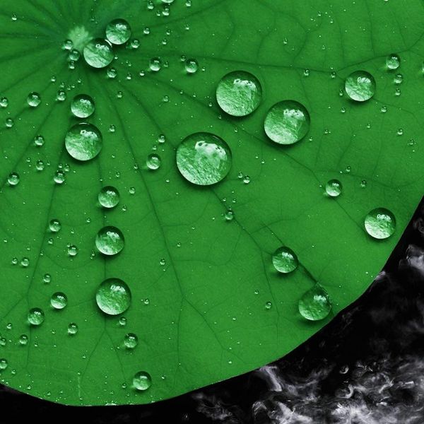 decorative flowers & wreaths 20cm artificial floating foam lotus leaves fake foliage pond decoration pack of 10
decorative flowers & wreaths 20cm artificial floating foam lotus leaves fake foliage pond decoration pack of 10