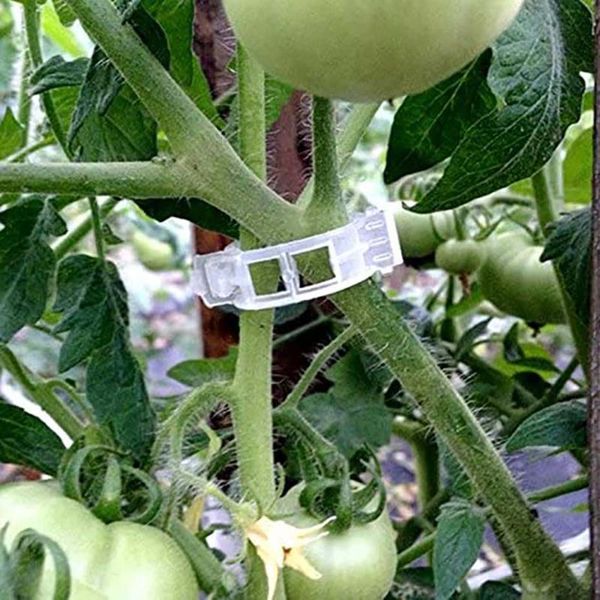 other garden supplies 50/100/200 pcs plastic clips for plants tomato plant support fixing orchid the orchard and vegetable patch
other garden supplies 50/100/200 pcs plastic clips for plants tomato plant support fixing orchid the orchard and vegetable patch