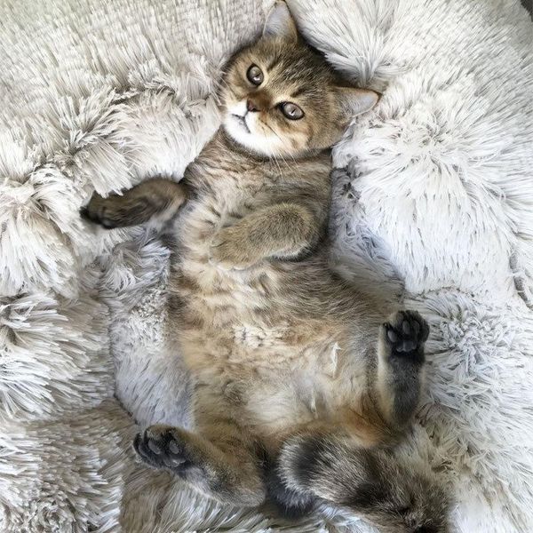 cat beds & furniture cat/dog pet nest autumn and winter warm super soft long hair litter round depth cute kennel
cat beds & furniture cat/dog pet nest autumn and winter warm super soft long hair litter round depth cute kennel