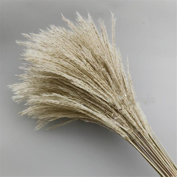 decorative flowers & wreaths 50pcs natural dried reed pampas grass bunch wedding holiday decor plumes phragmites communis bouquet flower
decorative flowers & wreaths 50pcs natural dried reed pampas grass bunch wedding holiday decor plumes phragmites communis bouquet flower