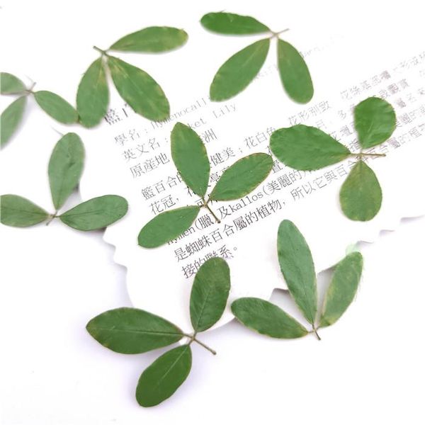 decorative flowers & wreaths 40pcs,pressed dry flower,nature leaf petals for diy craft bookmark gift card ornaments,flores secas jewelry fac
decorative flowers & wreaths 40pcs,pressed dry flower,nature leaf petals for diy craft bookmark gift card ornaments,flores secas jewelry fac