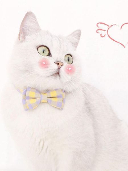 cat collars & leads pet dog cute color matching collar with adjustable bowknot and bell hand-sewn soft for kitten outdoor supply
cat collars & leads pet dog cute color matching collar with adjustable bowknot and bell hand-sewn soft for kitten outdoor supply