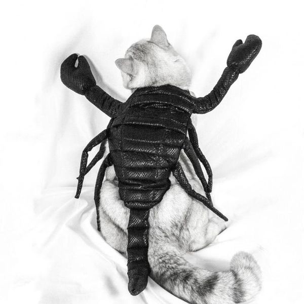 cat costumes scorpion shape funny solid color design pet clothes for dressing up
cat costumes scorpion shape funny solid color design pet clothes for dressing up