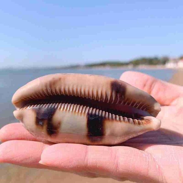 novelty items natural hundred eyes conch shell nautical home decor rare specimen snail diy aquarium landscape seashell craft
novelty items natural hundred eyes conch shell nautical home decor rare specimen snail diy aquarium landscape seashell craft