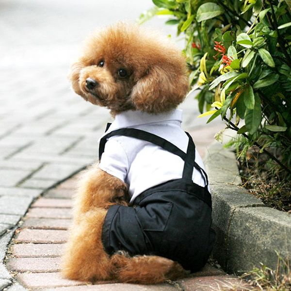 dog apparel spring summer high-end fashion pet clothing four-legged strap suit pants siamese
dog apparel spring summer high-end fashion pet clothing four-legged strap suit pants siamese