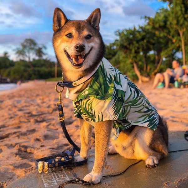 dog apparel pet clothing hawaii green bamboo colorful summer style cool breathable chiffon short sleeve printed shirt for
dog apparel pet clothing hawaii green bamboo colorful summer style cool breathable chiffon short sleeve printed shirt for