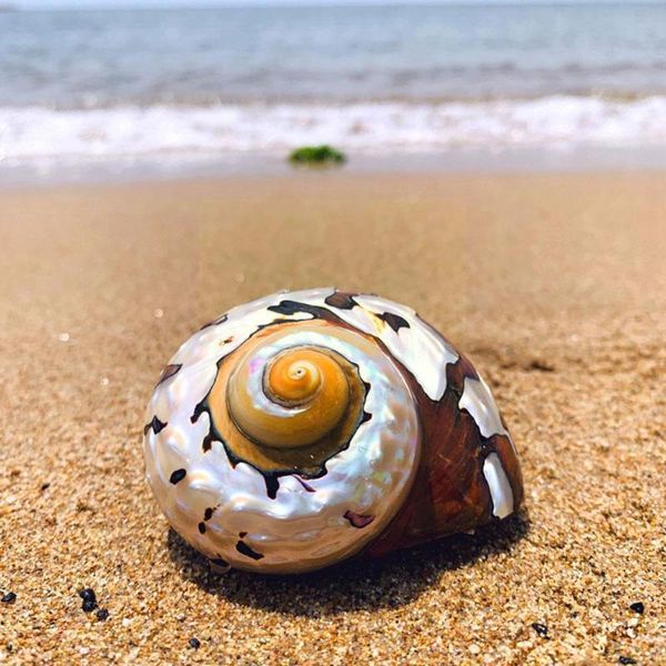 decorations 8-9cm natural conch south africa rong snail landscape s specimen sea aquar n3a5
decorations 8-9cm natural conch south africa rong snail landscape s specimen sea aquar n3a5
