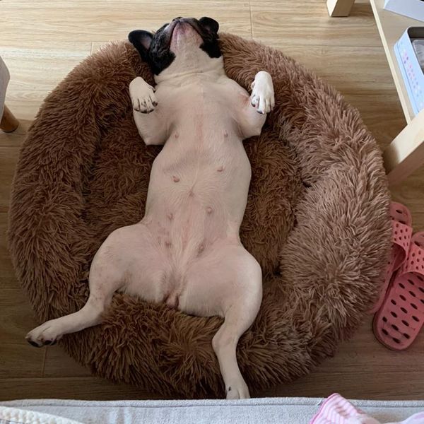 kennels & pens warm sleeping mattress for small medium dogs cats winter dog cat bed mat pet soft blanket supplies
kennels & pens warm sleeping mattress for small medium dogs cats winter dog cat bed mat pet soft blanket supplies