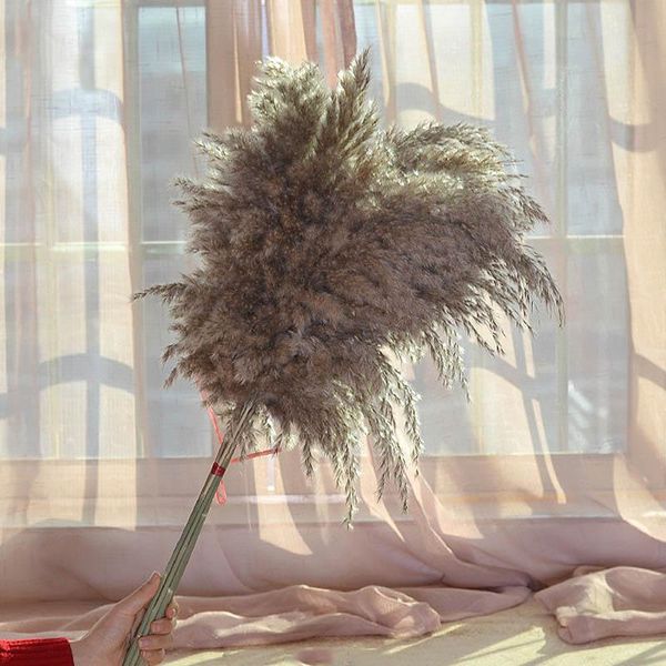 decorative flowers & wreaths 20pcs phragmites pampas grass large real natural dried plants flower family bouquet arrangement wedding decorat
decorative flowers & wreaths 20pcs phragmites pampas grass large real natural dried plants flower family bouquet arrangement wedding decorat