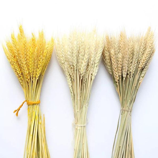 decorative flowers & wreaths 50pcs/lot wheat autumn decoration pampas grass craft dried for wedding artificial plants
decorative flowers & wreaths 50pcs/lot wheat autumn decoration pampas grass craft dried for wedding artificial plants