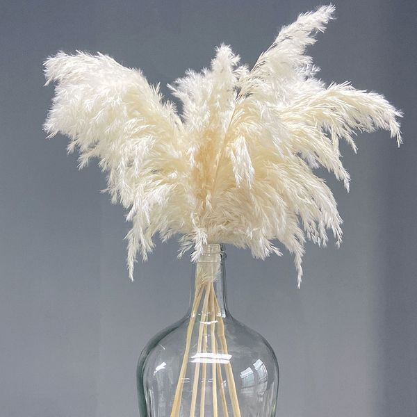 60cm fluffy natural pampas grass real large dried flowers bouquet indoor home decor boho wedding arch decoration christmas decor
60cm fluffy natural pampas grass real large dried flowers bouquet indoor home decor boho wedding arch decoration christmas decor