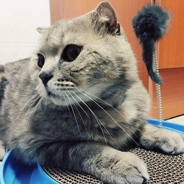 cat toys turbo scratcher toy, post pad interactive training exercise mouse play toy with and ball
cat toys turbo scratcher toy, post pad interactive training exercise mouse play toy with and ball
