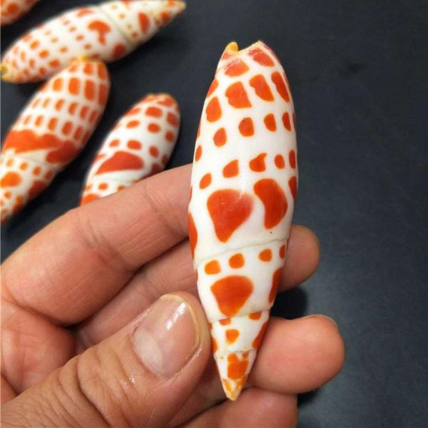 novelty items creative conch shell koi pen snail shells/ south african shells collection fish tank home garden decoration
novelty items creative conch shell koi pen snail shells/ south african shells collection fish tank home garden decoration