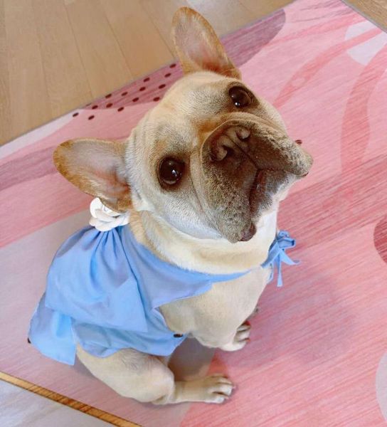 pet dog summer small fragrant wind dress suspender skirt suitable for french fighting schnauzer apparel
pet dog summer small fragrant wind dress suspender skirt suitable for french fighting schnauzer apparel