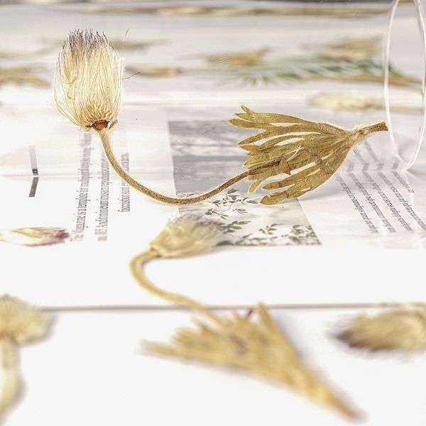 pulsatilla with seeds, natural dry flowers, embossing, diy manual aromatherapy wax, bookmark plant teaching specimen festival gift design
pulsatilla with seeds, natural dry flowers, embossing, diy manual aromatherapy wax, bookmark plant teaching specimen festival gift design