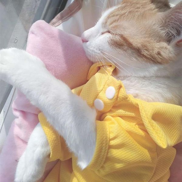 cat costumes clothes blue cute british short kitten milk thin pet anti-hair vest spring and autumn
cat costumes clothes blue cute british short kitten milk thin pet anti-hair vest spring and autumn