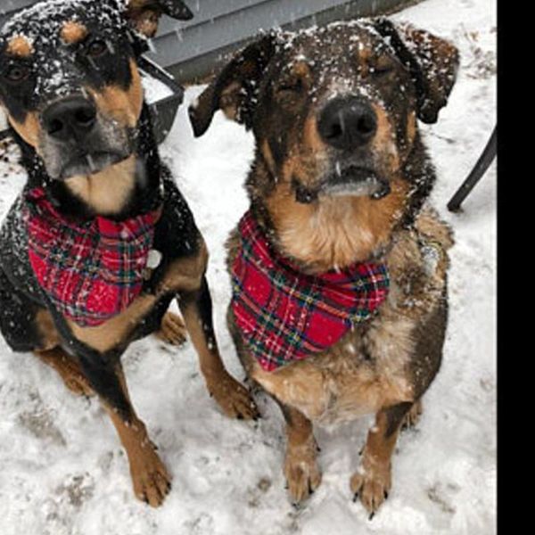 dog apparel pet triangle saliva towel double-layer fashion comfortable and warm cotton plaid scarf bib accessories
dog apparel pet triangle saliva towel double-layer fashion comfortable and warm cotton plaid scarf bib accessories