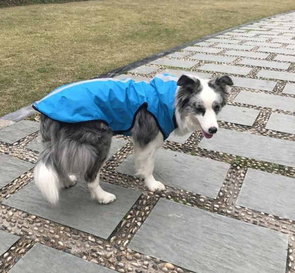 dog apparel raincoat spring summer autumn pet clothing outdoor vest explosion clothes
dog apparel raincoat spring summer autumn pet clothing outdoor vest explosion clothes