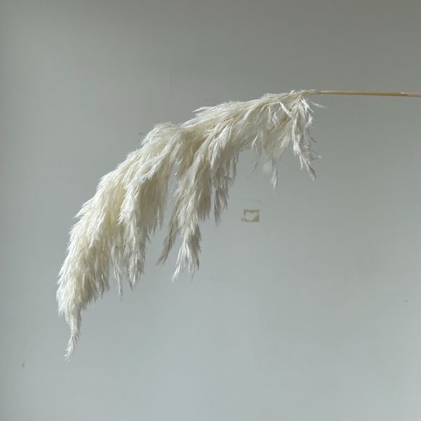 20 stems white color wedding use flower bunch real dried pampas grass bouquet natural plants home decor
20 stems white color wedding use flower bunch real dried pampas grass bouquet natural plants home decor