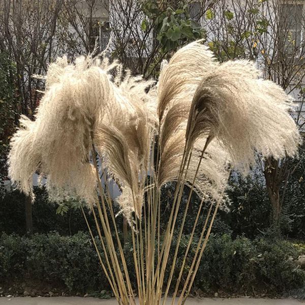 10/30 pcs natural pampas grass decor dried plants reed dusting flowers decoration wedding flower home shop ornament decorative & wreaths
10/30 pcs natural pampas grass decor dried plants reed dusting flowers decoration wedding flower home shop ornament decorative & wreaths