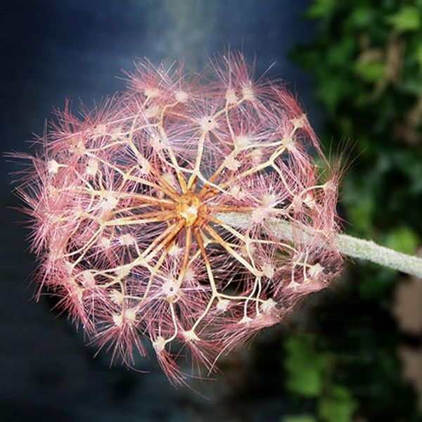 decorative flowers & wreaths artificial dandelion flower simulation plastic diy prop home decoration iron wire fake wedding holding
decorative flowers & wreaths artificial dandelion flower simulation plastic diy prop home decoration iron wire fake wedding holding