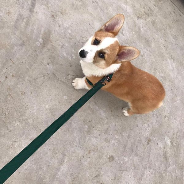 fashion pet dog harness leash set for small medium dogs cats nylon walking out lead accessories luxury collars & leashes
fashion pet dog harness leash set for small medium dogs cats nylon walking out lead accessories luxury collars & leashes