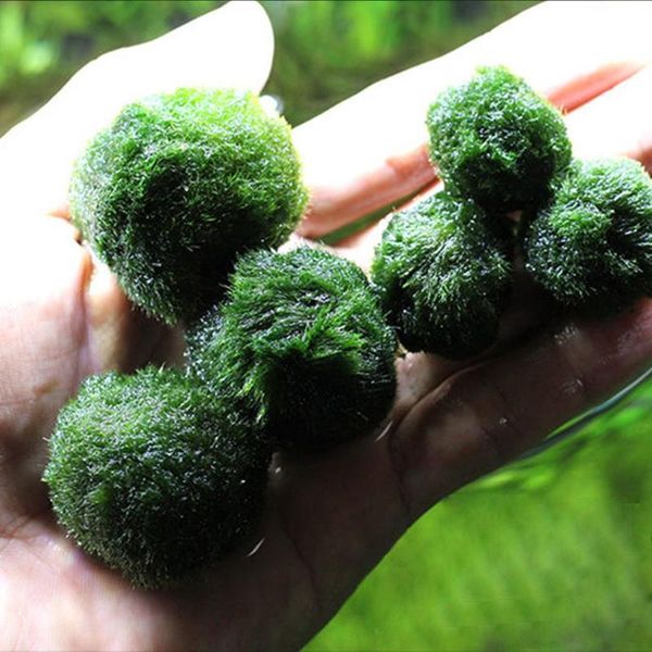 authentic aquarium ball landscaping happy green environmental fish tank decoration water plants seaweed decorations
authentic aquarium ball landscaping happy green environmental fish tank decoration water plants seaweed decorations