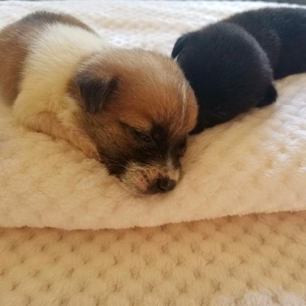 pet dog soft fleece pad blanket bed mat thickened for puppy cat coral sofa cushion home washable rug keep warm kennels & pens
pet dog soft fleece pad blanket bed mat thickened for puppy cat coral sofa cushion home washable rug keep warm kennels & pens